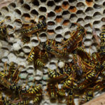 Wasp Control in Centralia: Why You Should Not Handle a Was Infestation On Your Own