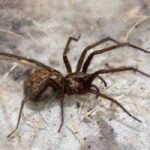 When should you call a spider exterminator?